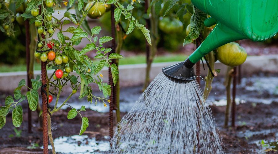 Tomatenplant bewateren