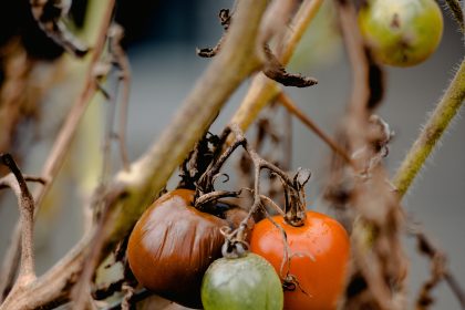 Ziekten in tomatenplant