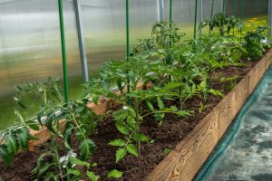 Verhoogd bed tomaten in tuinkas