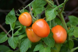 Patentkali tomaten