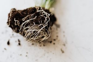 Gewas uitplanten wortelgestel