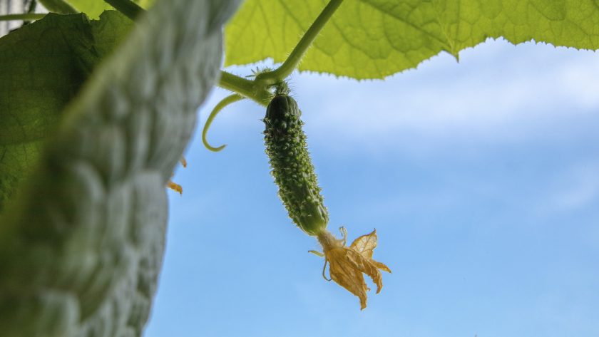 Vrouwelijke bloem komkommerplant