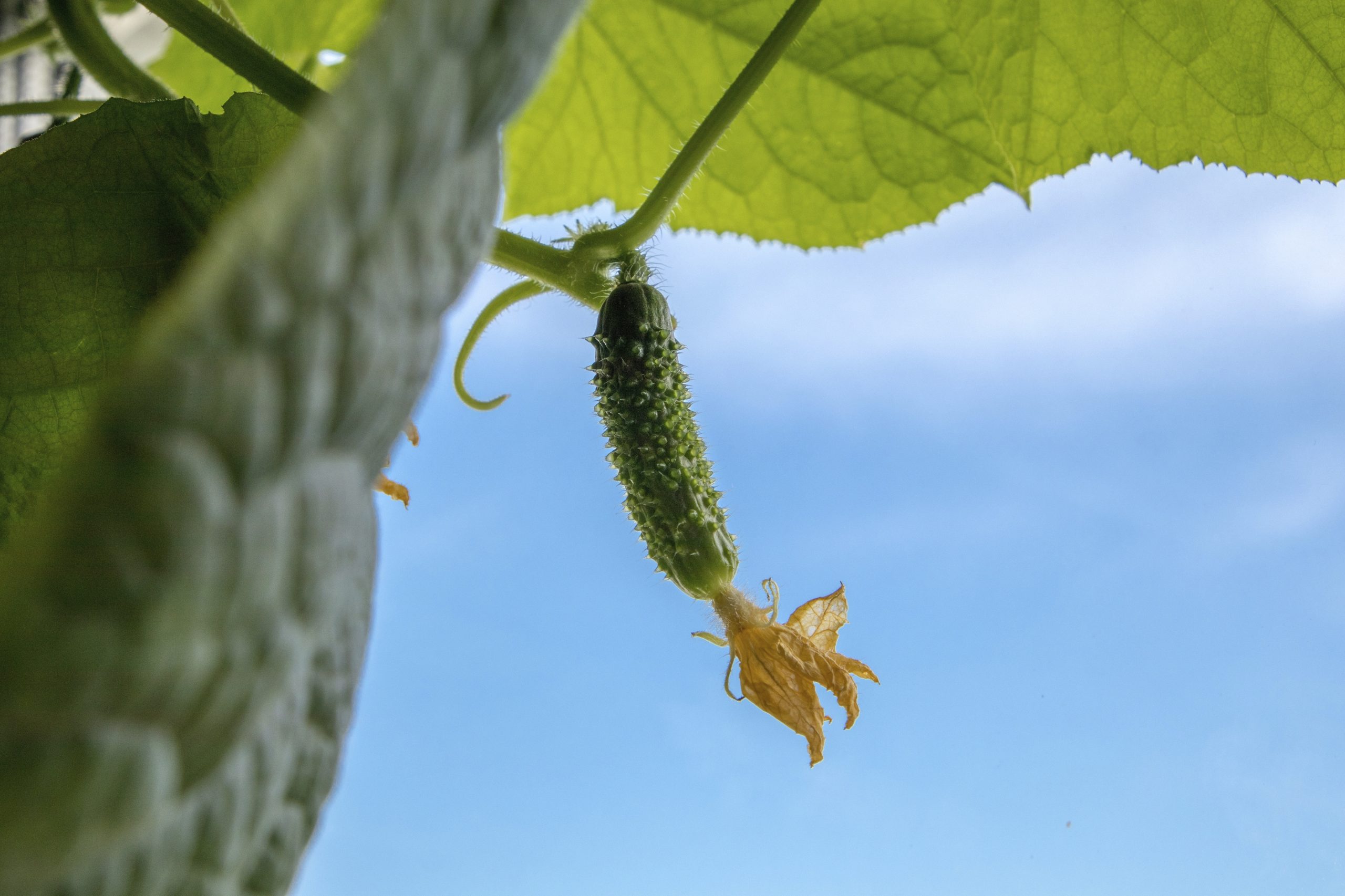 Vrouwelijke bloem komkommerplant