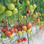 Tomaten ondersteboven kweken