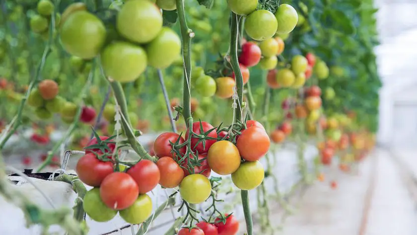 Tomaten ondersteboven kweken