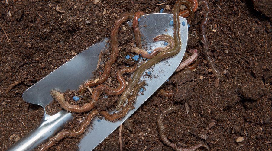 Vermicompost de complete gids