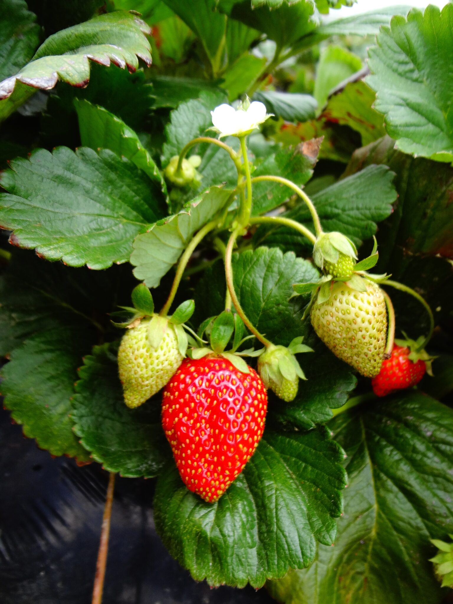 De Beste Manier Om Aardbeien Binnenshuis Te Kweken - Succesvol Tuinieren