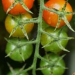 Tomaten rijpen