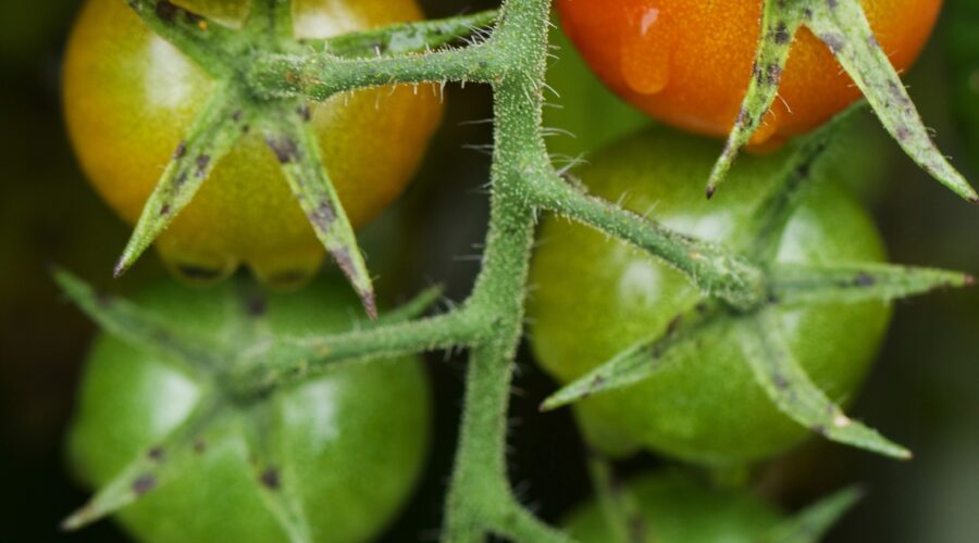 Tomaten rijpen