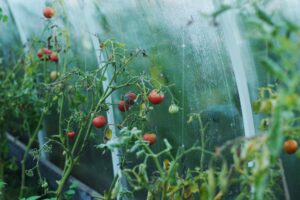 Tomatenplant in tuinkas