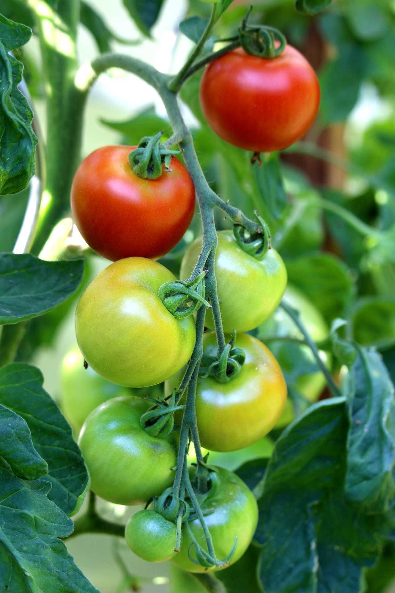Groene tomaten rijpen: 8 tips voor een grotere oogst - Succesvol Tuinieren