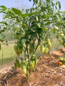 bestuiven tomatenplanten