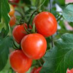 Tomatenplant bestuiven