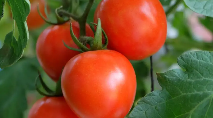 Tomatenplant bestuiven