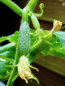 Komkommerplant