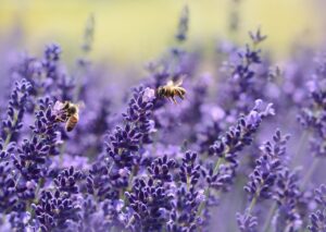 Bijen lavendel
