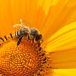 Belang van bijen in de moestuin