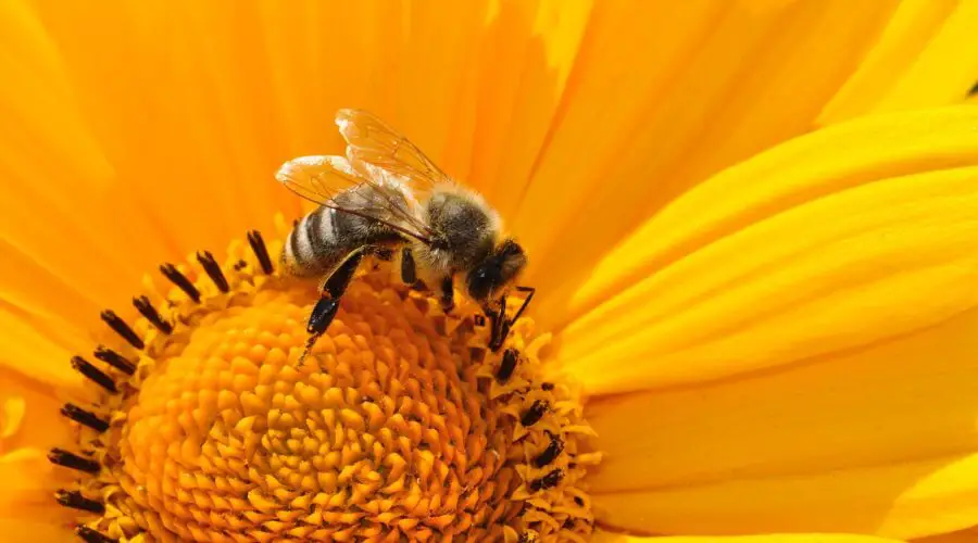 Belang van bijen in de moestuin