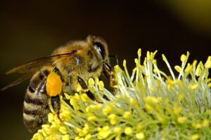 Bestuiving door bijen