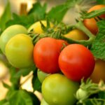 Tomatenplant dieven, snoeien en toppen