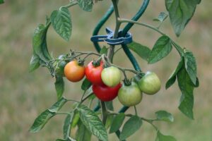 Tomatenplant dieven