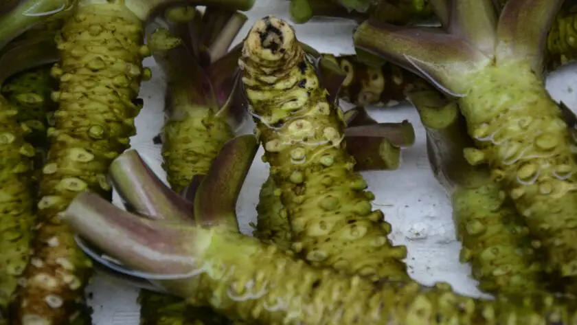 Wasabi kweken in de moestuin